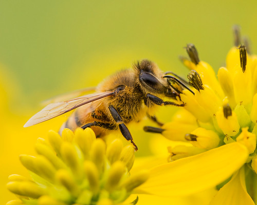 Bee | NPS | N. Lewis | Shenandoah National Park | Flickr