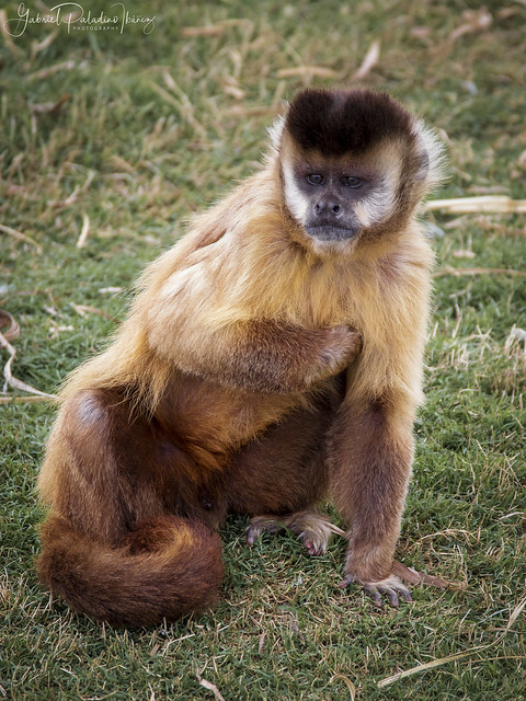Posing Capuchin Monkey
