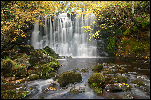 Scale Haw Force