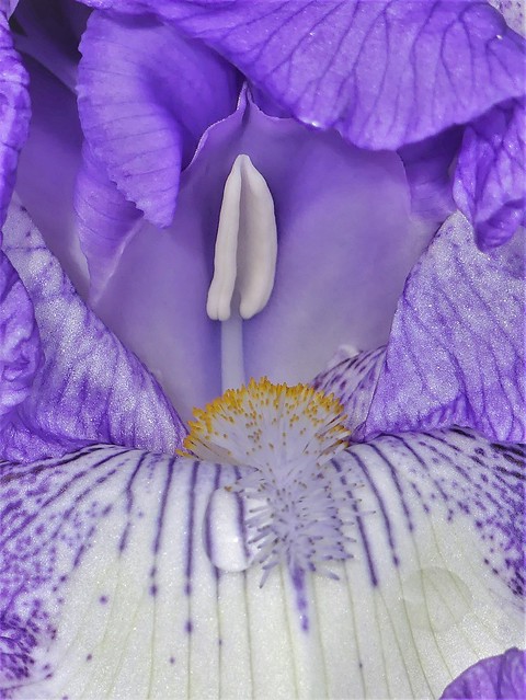 P1180533 The 'throat' of an iris