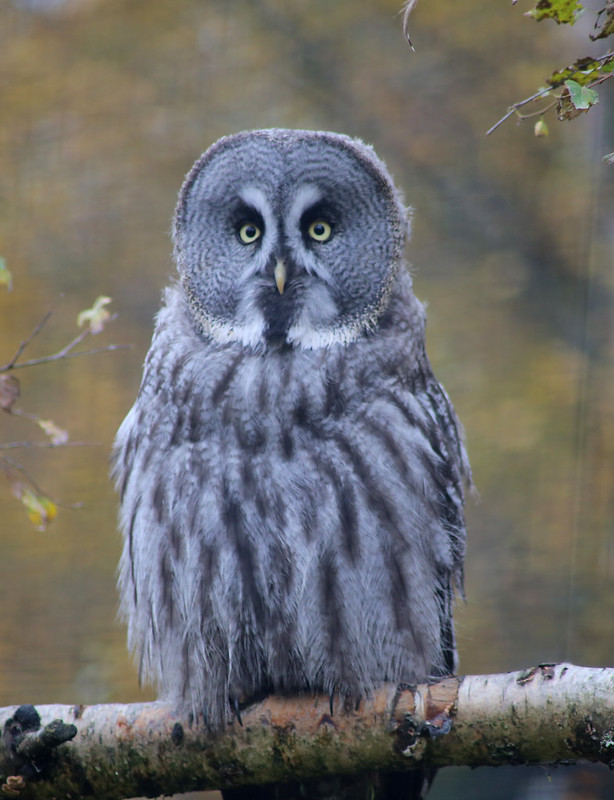 Great Grey Owl at Highland Wildlife Park