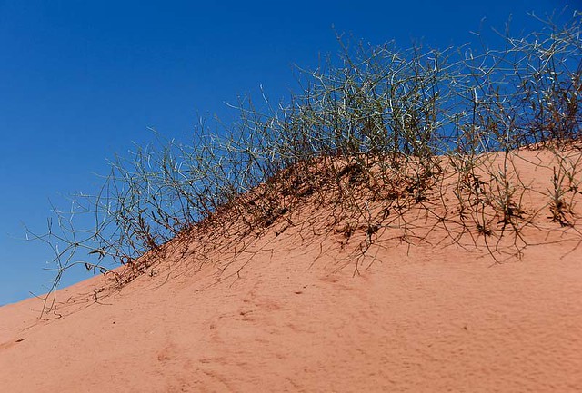 Dune vegetation... 20110622_8436