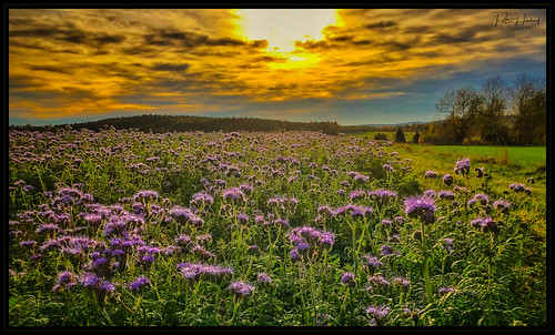 2018 iphone8 landscape landschaft sonnenuntergang sunset field feld flowers blumen weiden oberpfalz bayern deutschland germany bavaria upperpalatinate