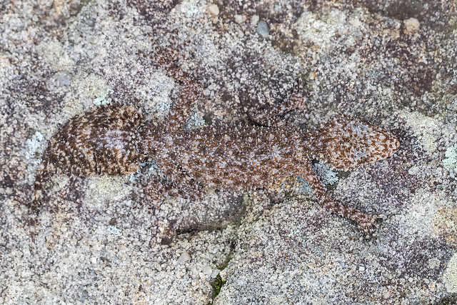 Sydney Leaf-tailed Gecko 186 8278