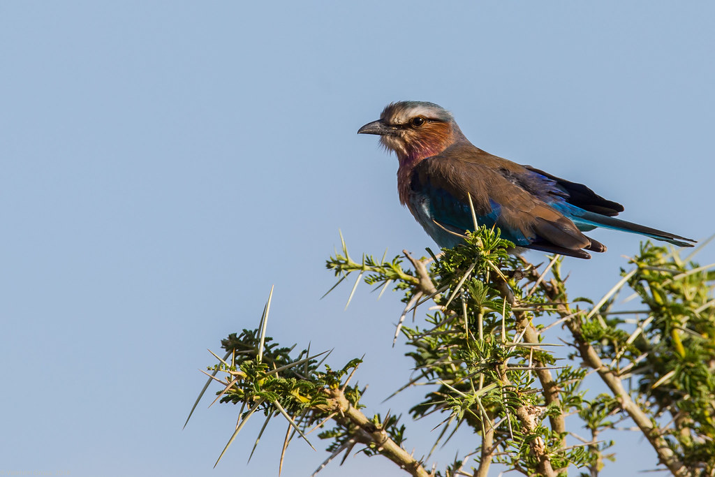 Serengeti_17sep18_09_lilac-breasted roller