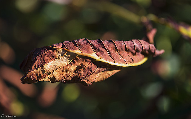 Autumn leaf. Hoja de otoño