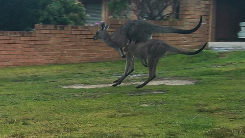 merimbula kangaroo animal australia