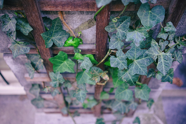 Ivy in the old town
