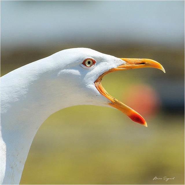 Goéland marin  -  Seagull