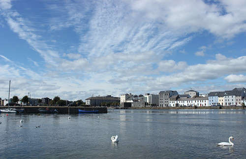 galway city urban river blue sky cloud swan beauty nature ireland coast building calm preening seagull bird