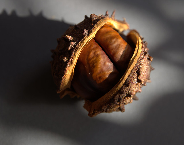 Autumn nut