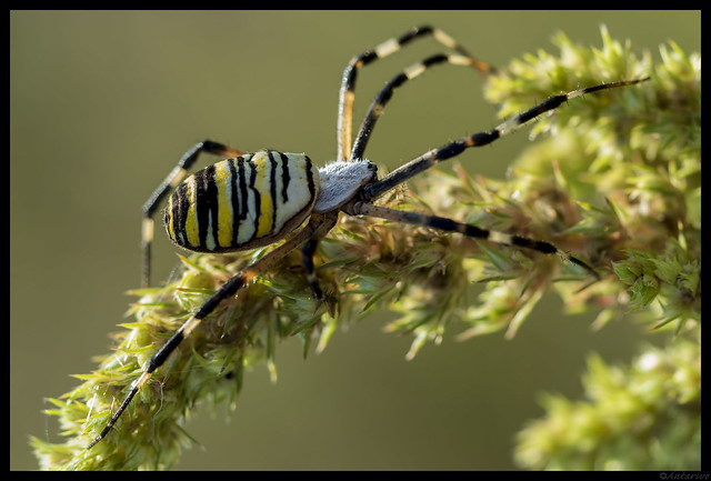 Araña tigre (Argiope bruennichi)