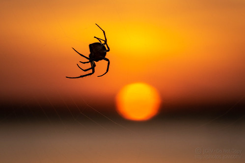 spider sunset water file:name=dsc07772 arachnid