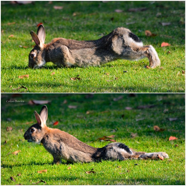 For all you Yoga fans, om bunny sun salutation in progress  Photos taken today on my lawn 😂😂