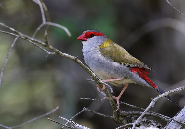 Red Browed Firetail