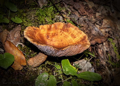 mushroom fungus westvirginia twinfallsstatepark october macro fall