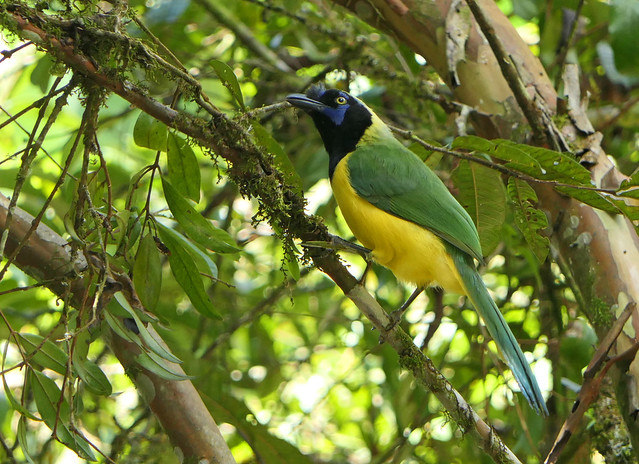 Carriquí de Montaña, Urraca Inca, Green Jay (Cyanocorax yncas)