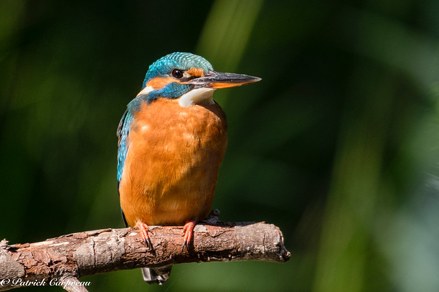 A bird: the kingfisher