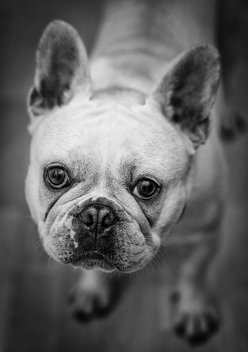 So Cute - Albi the French Bulldog (Monochrome) (Olympus OM… | Flickr