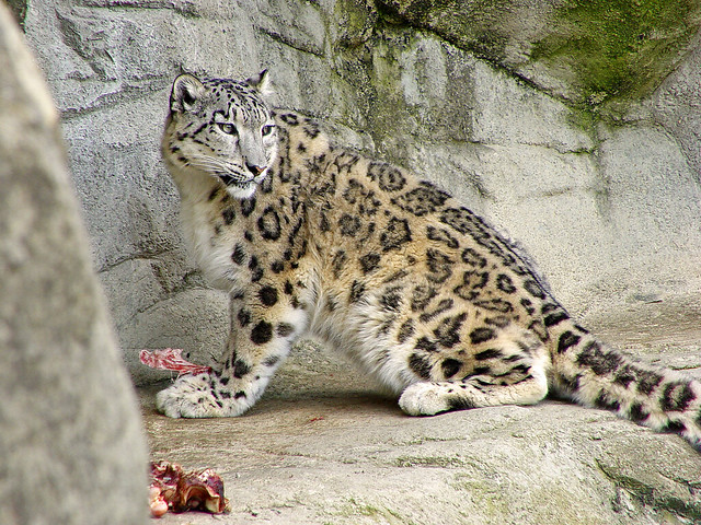 Snow leopard eating