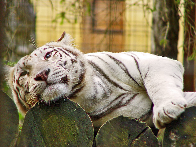 White tiger relaxing on the logs