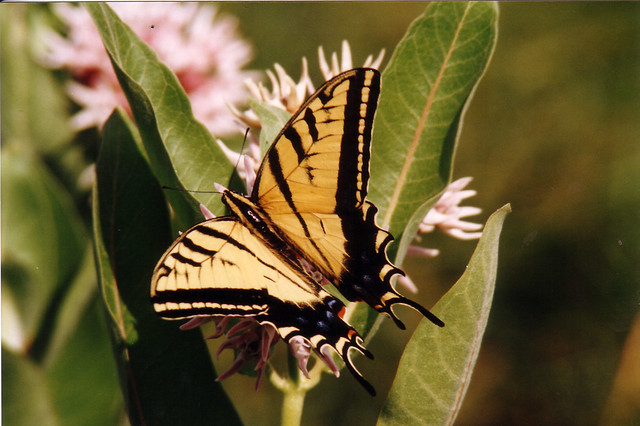 Tiger Swallowtail: Colorado Springs, CO