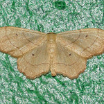 Zackenrand-Zwergspanner (Small Scallop, Idaea emarginata)
