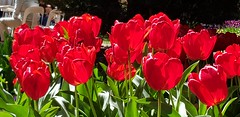 Spring is Tulip time in Canberra