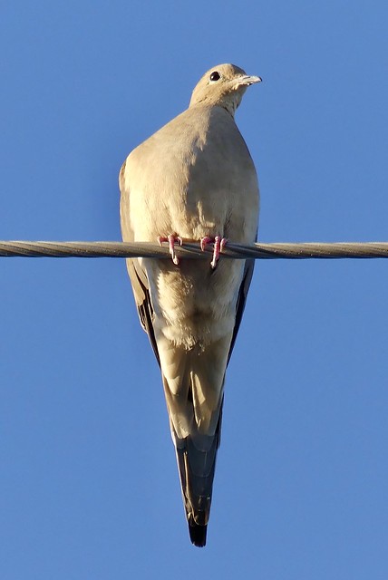 Mourning Dove on Wire at Prison Cemetery in Yuma, Arizona on October 7, 2018