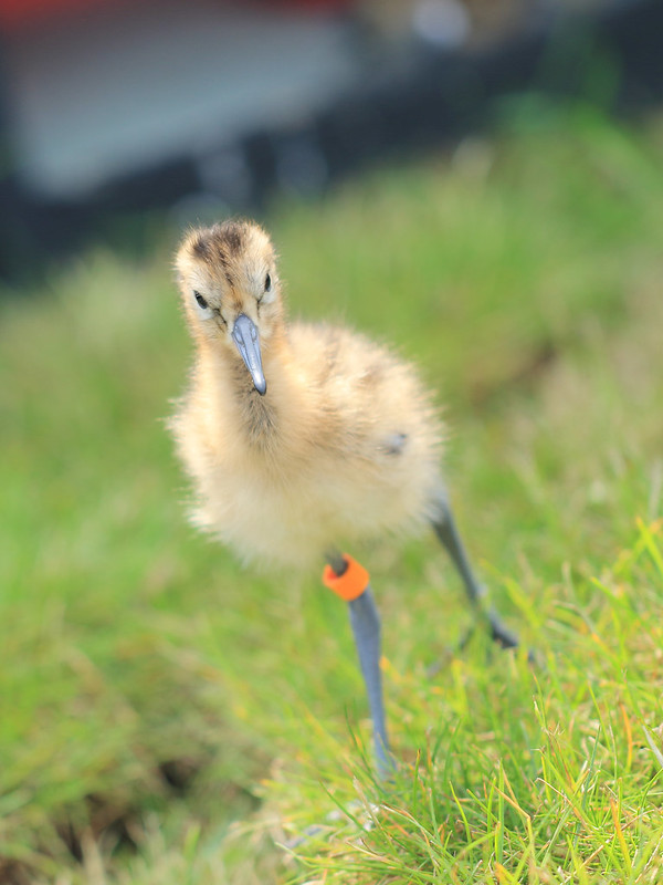 Black-tailed godwit chick being headstarted at WWT Welney Wetland Centre (WWT)
