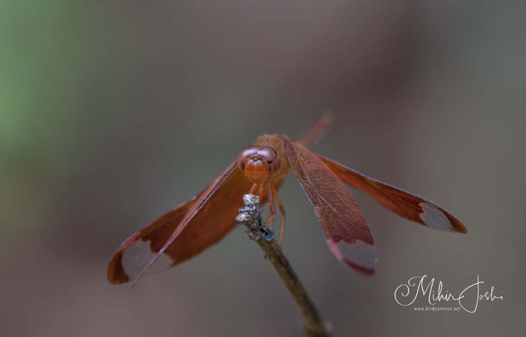 Fulvous Forest Skimmer