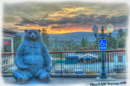 bear yosemitenationalpark california sunrise