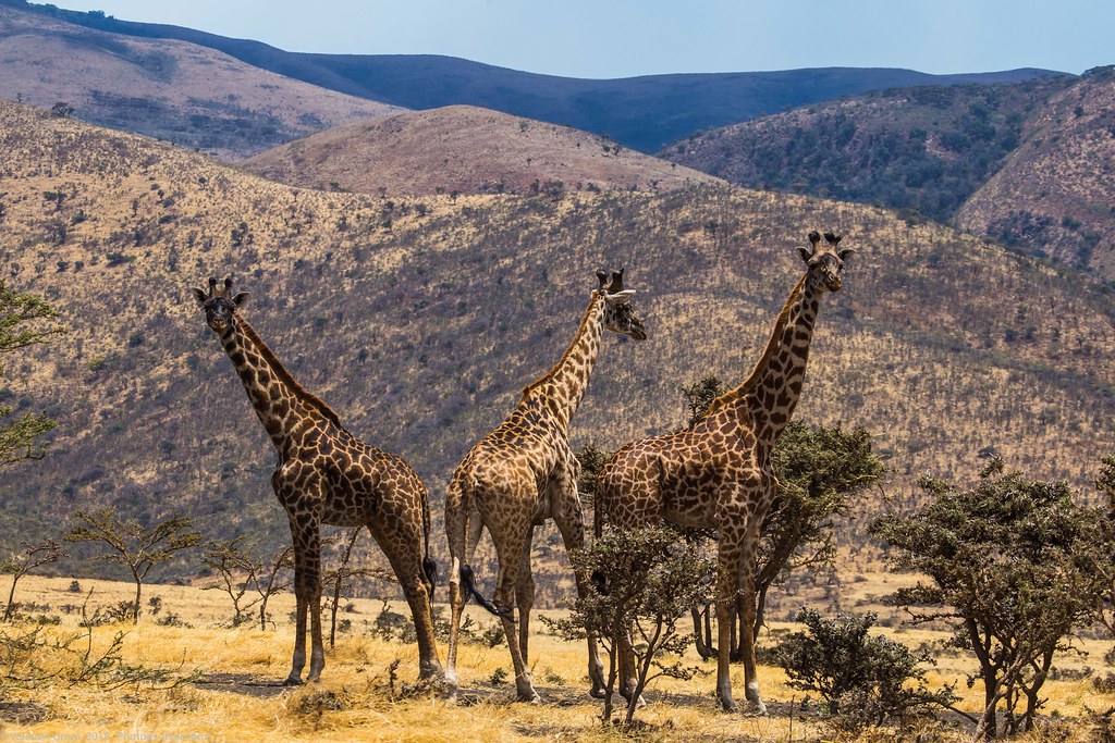 Girafe_septembrie 11_Serengeti