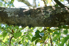 Brazillian Long Nosed Bat