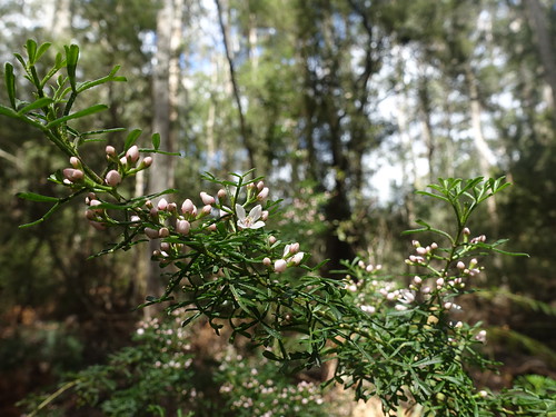 tasmania detentionfallsconservationarea detentionfallstrack rutaceae boroniasp boronia whiteflower flower bud leaf
