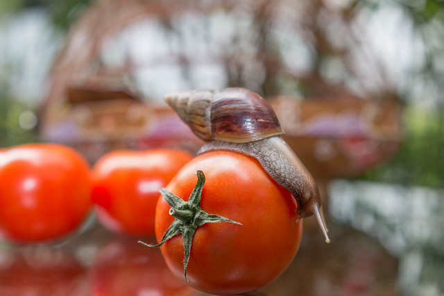 Snail on tomato