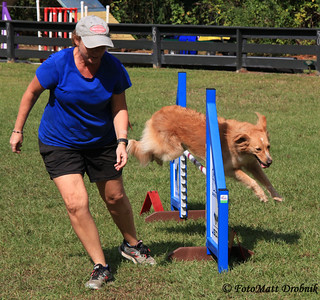 IMG_6106 | Saturday action at the 100th Agility Trial for LC… | Flickr