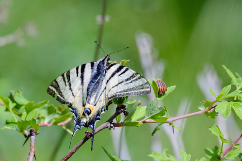 butterfly romania măcin tulceacounty ro