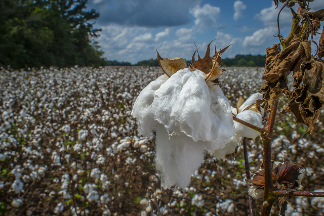 A cotton field in Alabama