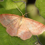 Violettroter Kleinspanner (Tawny Wave Moth, Scopula rubiginata)