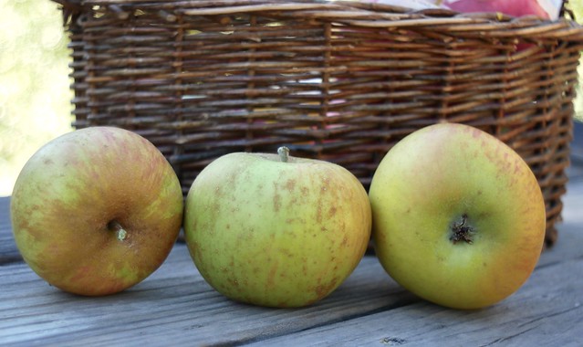 Zabergau Reinette Apple Variety
