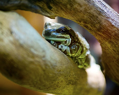 Newport Aquarium 06-15-2018 91 - Amazon Milk Frog