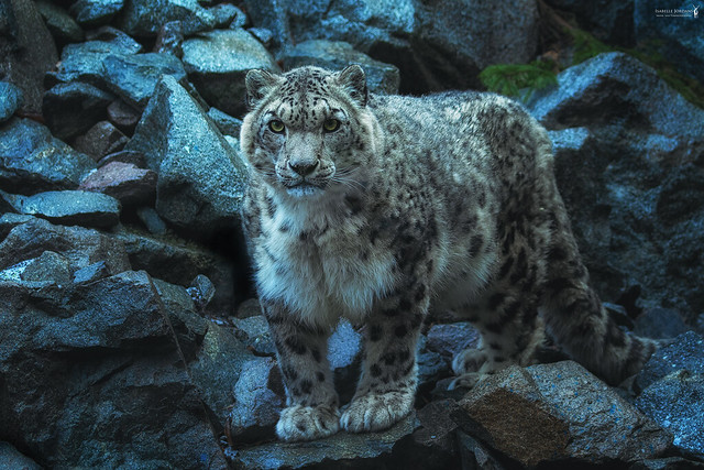 Hypnotic | Schneeleopard - snow leopard ( Panthera uncia )