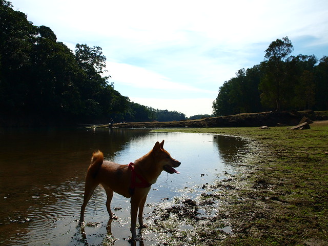 Shing Mun Reservoir and a lovely dog that licked me!