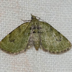 Grüner Blütenspanner (V-pug Moth, Chloroclystis v-ata)