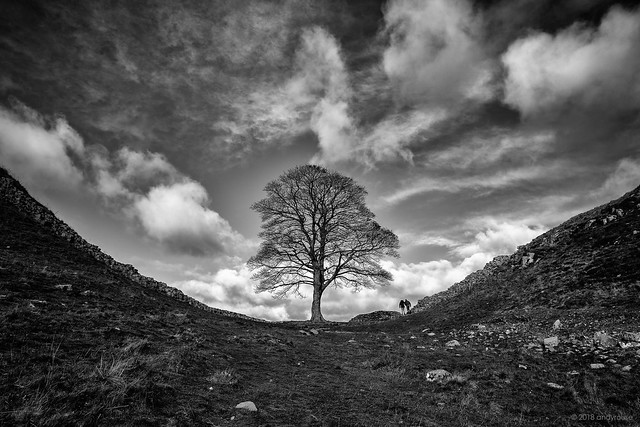 Sycamore Gap (Explore late entry 31/10/18 #1)