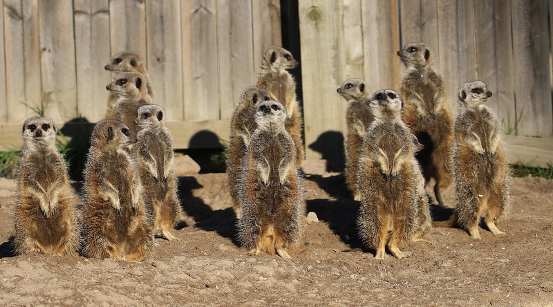 Camperdown Meerkats family group