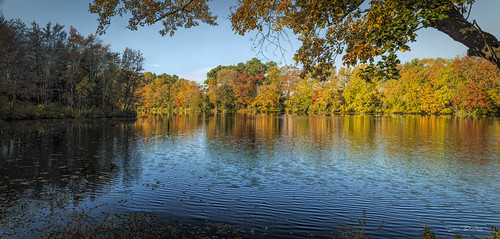 fall color foliage autumncolors pond abbottsmilldelaware water topaz