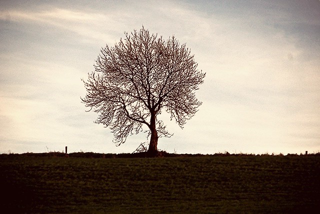 A Lone Tree Near Carnew