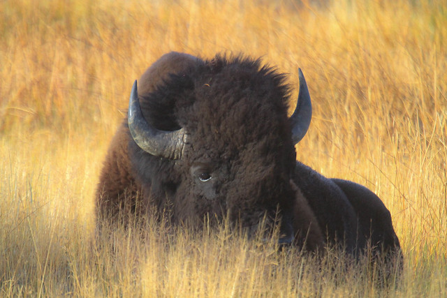 Yellowstone National Park Bull Bison